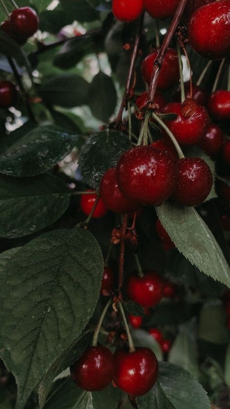 Cerise Aesthetic, Cherries Photography, Cherry Wallpaper, Breathtaking Photography, Phone Screen Wallpaper, Fruit Photography, Flower Phone Wallpaper, Apple Wallpaper, Cherry Tree