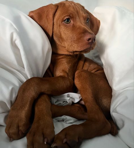 Visla Puppy Grey, Hungarian Vizsla Puppy, Vizsla Aesthetic, Weimaraner Puppies, Vizsla Dog, Beautiful Dog Breeds, Hungarian Vizsla, Vizsla Dogs, Super Cute Puppies