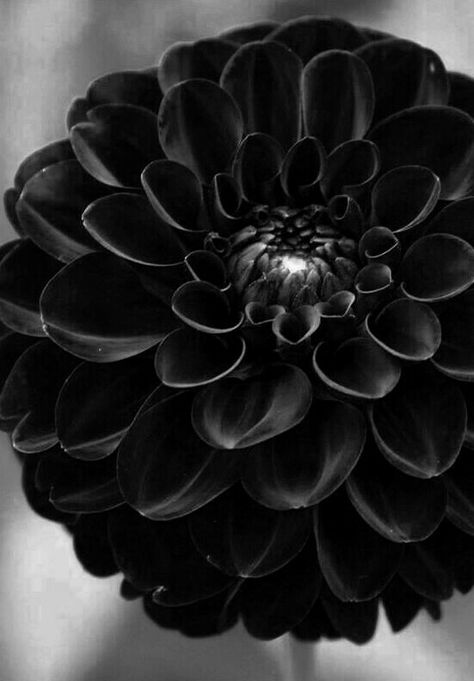 Dahlia Flower Black, Black Dahlia Flower, Flower Black And White, Black Dahlia, Flower Black, Dahlia Flower, Dahlia, Black And White, White