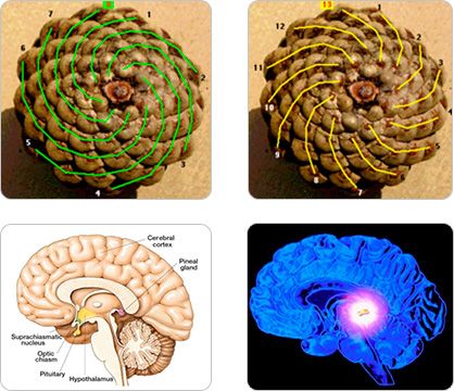 Throughout the span of recorded human history, Pinecones have served as a symbolic representation of Human Enlightenment, the Third Eye and the Pineal Gland. Dna And Genes, Third Eye Pinecone, The Golden Mean, Spiritual Eyes, Nicolas Tesla, Occult Symbols, Pineal Gland, Symbolic Representation, States Of Consciousness