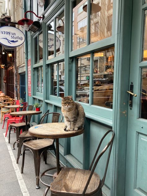 Istanbul Cats Aesthetic, Istanbul Street Photography, Turkey Aesthetic Istanbul, Cats In Turkey, Turkey Travel Aesthetic, Turkey Istanbul Aesthetic, Cat Cafe Aesthetic, Istanbul Winter, Istanbul Turkey Aesthetic