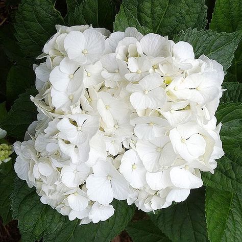 Name: Magical Pearl (Hydrangea macrophylla 'Napo') Hydrangea type: Bigleaf Growing conditions: Grow in part sun and afternoon shade. Size: 3 to 4 feet tall and wide Moon Gardens, Deadheading Flowers, Big Leaf Hydrangea, Hydrangea Varieties, Bigleaf Hydrangea, Types Of Hydrangeas, Smooth Hydrangea, Hydrangea Arborescens, Hydrangea Quercifolia