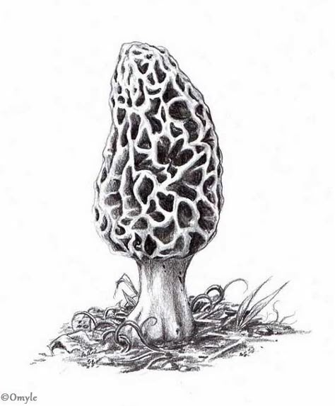 Morel Mushrooms Art, Mushroom Crafts, Mushroom Tattoos, Mushroom Drawing, Morel Mushroom, Mushroom Art, Flash Art, Botanical Drawings, Pen Art