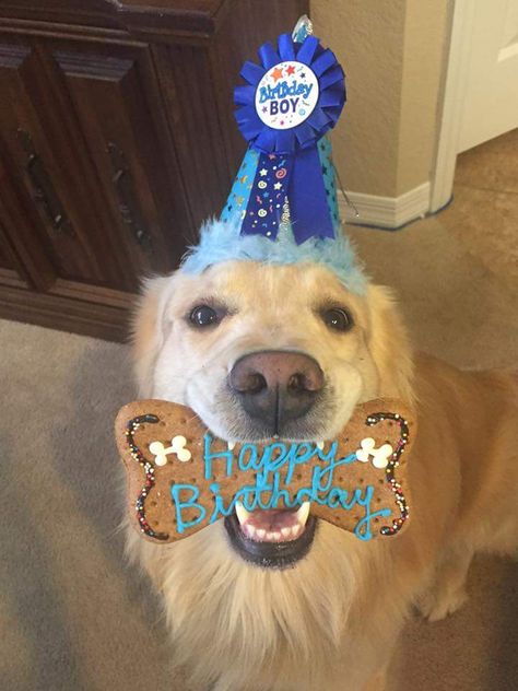 Happy 3rd birthday, Brody! Dog Birthday Pictures, Dog Birthday Cake Recipe, Dog First Birthday, Happy 3rd Birthday, Dog Grooming Shop, Happy Birthday Dog, Dog Birthday Cake, Dog Photoshoot, Dog Birthday Party