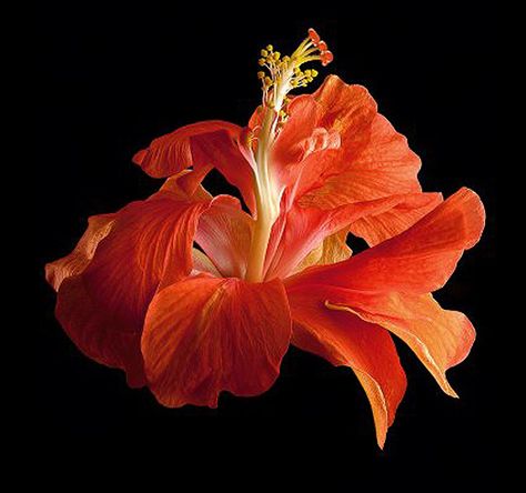 Richard Reynolds Tropical Hibiscus Double Orange Floral Palette, Flower Reference, Orange Poster, Orange Hibiscus, Francis Picabia, Background Flowers, Fleur Orange, Macro Flower, Tropical Hibiscus