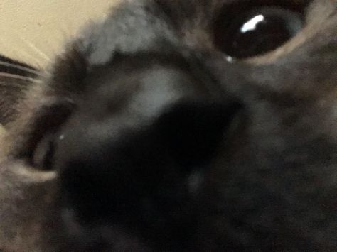 Caught my cat sniffing my camera http://ift.tt/2hOCGUi My Cat, A Cat