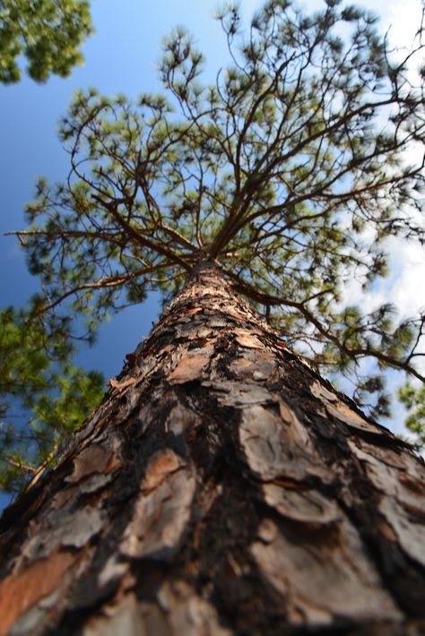 Longleaf Pine, Cedar Forest, Bald Cypress, Pine Trees Forest, Conifer Trees, Nottingham Forest, Forest Garden, Ancient Tree, Tree Photography