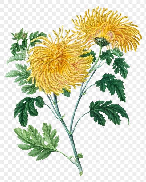 Hand drawn blooming yellow chrysanthemum design element | free image by rawpixel.com / Aom Woraluck Chrysanthemum Leaves, Chrysanthemum Design, Yellow Chrysanthemum, Vintage Botanical Illustration, Botanical Illustration Vintage, Vintage Drawing, Flower Vintage, Flowers Vintage, Aesthetic Things