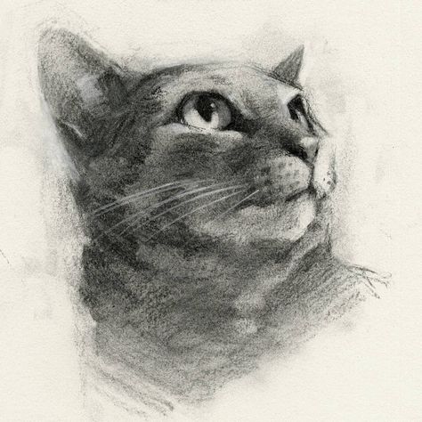 Vine Charcoal, Charcoal Portraits, Cat Sketch, Portrait Sketches, Domestic Cat, Charcoal Drawing, Insta Art, Art Drawings Sketches, Art Day