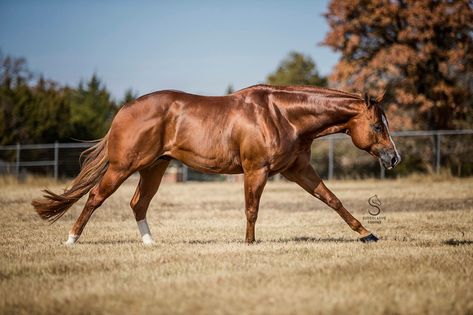 Canter Horse Cantering, Horse Poses, Kathiyawadi Horse, Aqha Horses, Ranch Riding, Horses Running, Reining Horses, Horse Pics, Pony Breeds