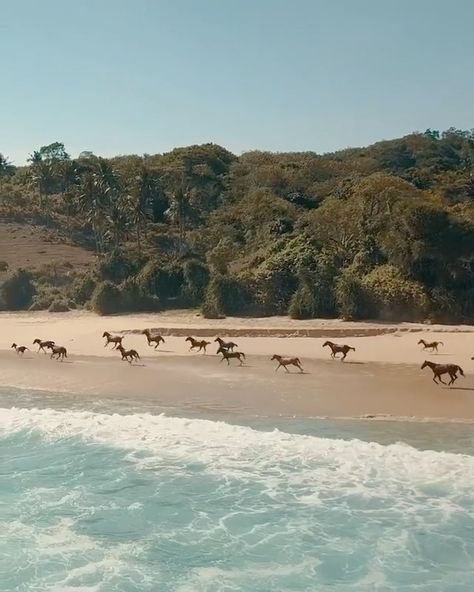 Wild Horses On The Beach, Nihi Sumba Island, Island Horse, High By The Beach, Dream Hotels, Surf Trip, Travel Companies, Beautiful Backgrounds, Wild And Free