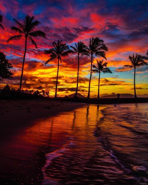 Sunsets Hawaii, Jacques Yves Cousteau, Palm Trees Beach, Avicii, Honolulu Hawaii, Honolulu, Amazing Nature, Beach Life, Beautiful Views