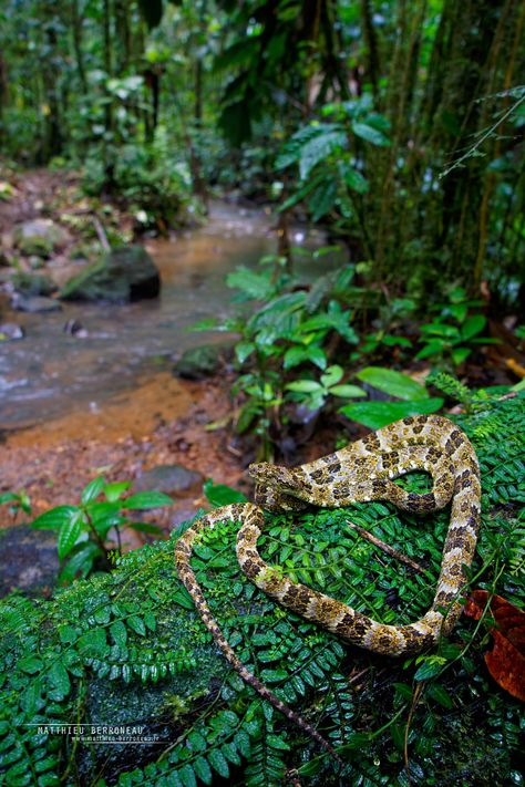 Snake In Forest, Pit Viper, Snake Venom, Reptiles, Forest, Animals