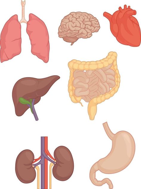 Human Body Activities, Body Part Drawing, Zestaw Ikon, Human Organ, Human Body Anatomy, Human Body Parts, Education Positive, Body Organs, Body Anatomy