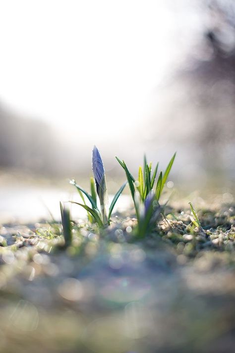 Easter Looks, First Signs Of Spring, Cottage Garden Plants, Signs Of Spring, Cottage Garden Design, Spring Awakening, Beautiful Cottages, Spring Mood, Spring Fever