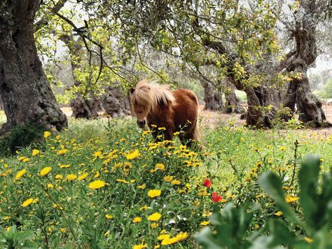 Horse Garden, Homestead Horses, Horse Homestead, Horses At Home, Pastures For Horses, Mini Horse Farm, Horse In Backyard, Herbs For Horses, Farm Hacks Horse