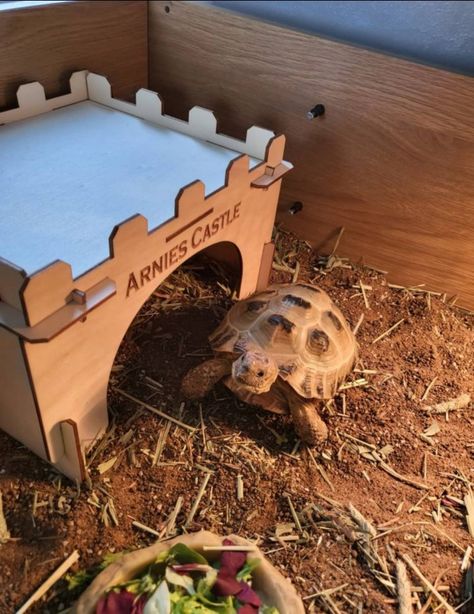 Tortoise House Ideas, Turtle House Indoor, Tortoise Enclosure Ideas, Tortoise House Indoor, Tortoise Enclosure Indoor, Turtle Cage, Pet Tortoise, Turtle House, Turtle Homes