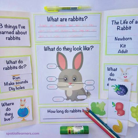 Rabbits | Basic Facts About Rabbits | Science - Spatial Learners Facts About Rabbits, Animal Fact File, Rabbit Facts, Animals And Their Homes, Kids Workout, All About Rabbits, Research Poster, Facts For Kids, Basic Facts