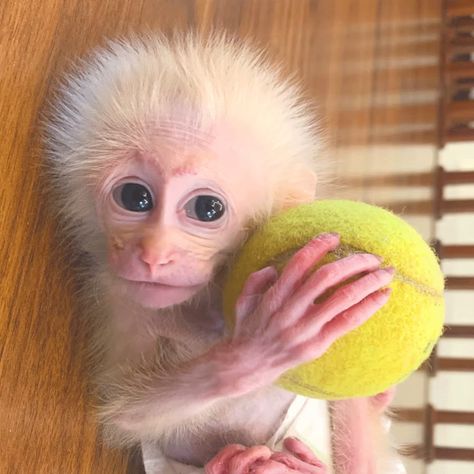 Monkey Videos, Have A Good Time, Monkey Business, Cute Monkey, Hello Welcome, Baby Monkey, Good Time, Outer Space, Monkeys