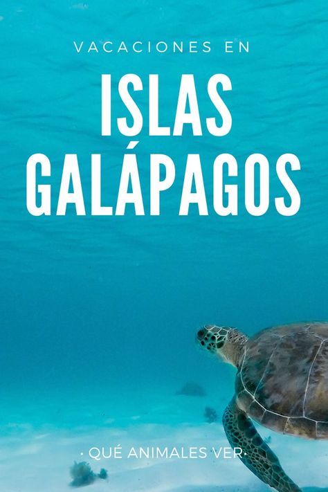 Galapagos Islands, Ecuador, Middle School, Travel Blog, Vision Board, Animals, Travel