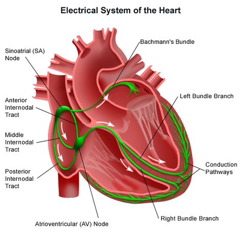 parts of the circulatory system | circumstances all parts of the heart conducting system can conduct ... Sinoatrial Node, Bundle Branch Block, Parts Of The Heart, Cardiac Nursing, Heart Anatomy, Heart Palpitations, Heart Rhythms, Nursing Tips, System Model