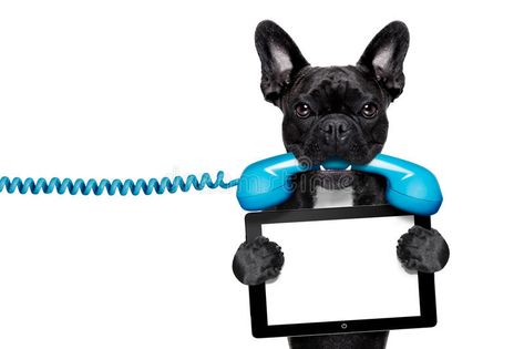 French Bulldog Drawing, Retro Telephone, Holding Phone, Dog Bulldog, Dog Salon, French Bulldog Dog, Dog Phone, Pet Logo Design, Pc Computer