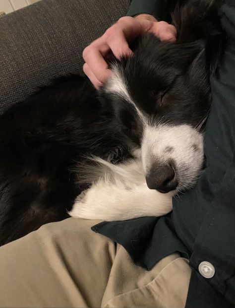 Border Collie Puppy Aesthetic, Black Dogs Aesthetic, Border Collie Aesthetic, Border Collie Black And White, Black Border Collie, Border Collie Puppy, Dogs Aesthetic, Dog Aesthetic, Border Collie Puppies