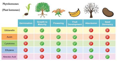 Plant Hormones, Biology Plants, Plant Physiology, Plant Notes, Plant Sterols, Plant Activities, Plant Structure, Plasma Membrane, Plant Tissue