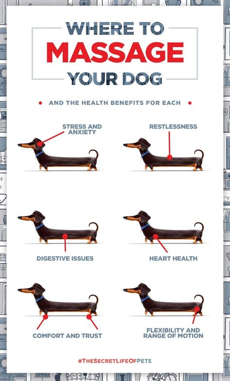 Where to Massage your dog for most needs. Dachshund Funny, Cesar Millan, 강아지 그림, Secret Life Of Pets, Dog Care Tips, Dachshund Love, Pet Hacks, Dog Obedience, Dog Training Obedience