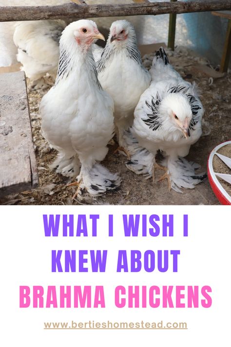 Breeds Of Chickens And Eggs, Brahma Chicken Colors, Brahma Chicken Coop, Favorelle Chicken, Hedemora Chicken, Brahma Chicken Eggs, Buff Brahma Chicken, Light Brahma Chicken, Brahma Rooster