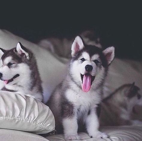 16.6k Likes, 115 Comments - Stefano Tratto (@stefanotratto) on Instagram: “#goodnight ❤️! #cute #puppy #husky #love #soboys  @soboys !” Husky Wallpaper, Husky Pups, Caine Husky, Puppy Husky, Pet Things, Wolf Painting, Cute Husky, Siberian Huskies, Husky Mix