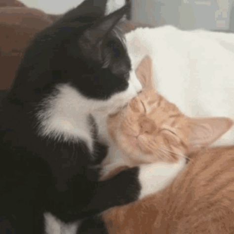 Vanteguggie Taekook Cat GIF - Vanteguggie TaekookCat CatTaekook - Discover & Share GIFs Two Cats, Orange, White, Instagram