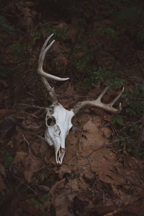 Deer Skull Wallpaper, Deer Skeleton, Deer Skull Art, Science Tattoos, Deer Wallpaper, Skull Model, Dark Forest Aesthetic, Vulture Culture, Deer Skull