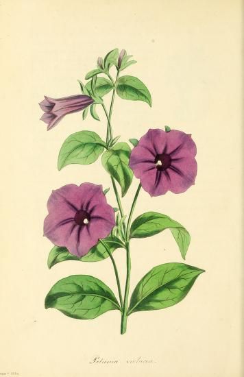 Tao Symbol, Petunia Tattoo, February Flowers, Botanical Images, Botanic Painting, Petunia Flower, Purple Petunias, Blue Hydrangea Flowers, Comics Illustration