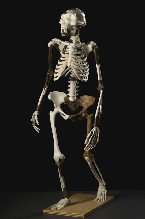 Australopithecus afarensis - AL 288 - "Lucy" - skeleton reconstruction Lucy Skeleton, Walking Skeleton, Birth Facts, Brain Size, Human Intelligence, Carleton University, Science Magazine, Arms Race, Cognitive Science