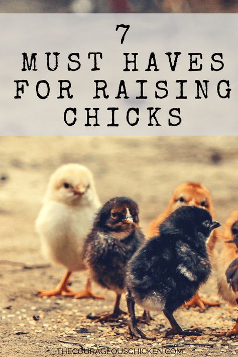 Raising Chickens 101, Baby Chicks Raising, Chicken Incubator, Raising Chicks, Raise Chickens, Raising Backyard Chickens, Laying Hens, Keeping Chickens, Free Range Chickens