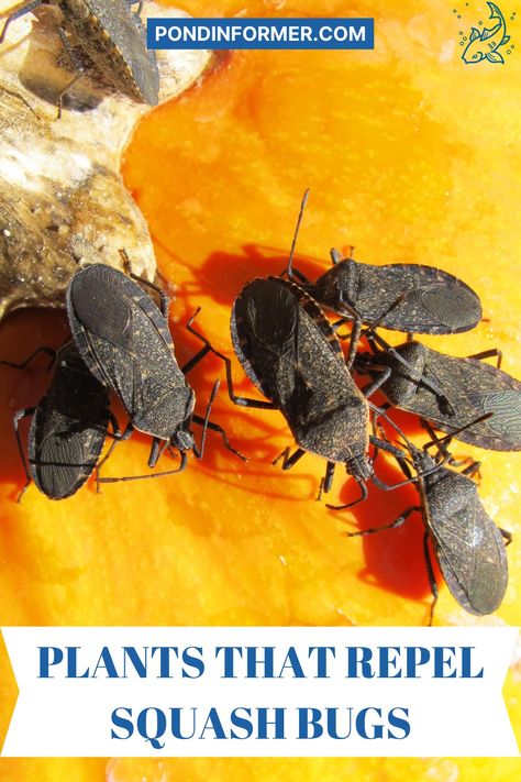 Natural Pest Deterrents For Gardens, Good Garden Bugs, How To Get Rid Of Squash Bugs In Garden, Plants Repel Bugs, Bug Deterring Plants, Squash Bugs Prevention, How To Get Rid Of Squash Bugs, Garden Bug Repellent, How To Keep Bugs Out Of Garden