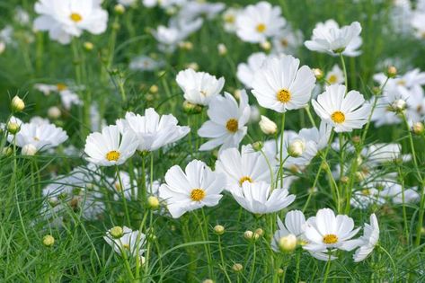 White Cosmos, Cosmos Bipinnatus, White Cosmo, Seeds Color, Cosmos Flowers, Cut Flower Garden, Moon Garden, Plant Combinations, White Gardens