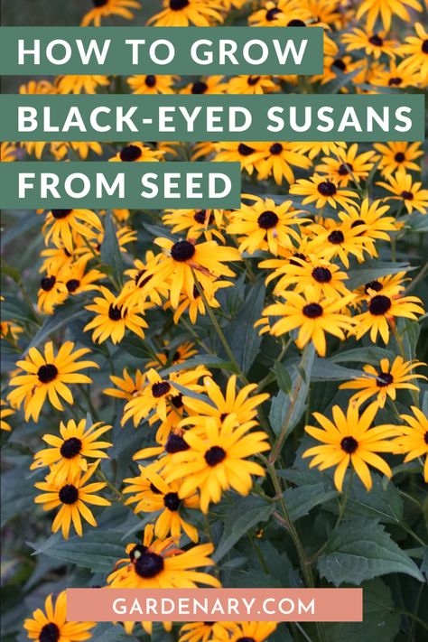 How to Grow Black-Eyed Susans from Seed • Gardenary How To Plant Black Eyed Susans, Planting Black Eyed Susans, When To Plant Corn, Black Eyed Susan Seeds, Black Eyed Susan Vine, Black Eyed Susan Flower, Black Eyed Susans, Front Yards Curb Appeal, Flower Garden Plans