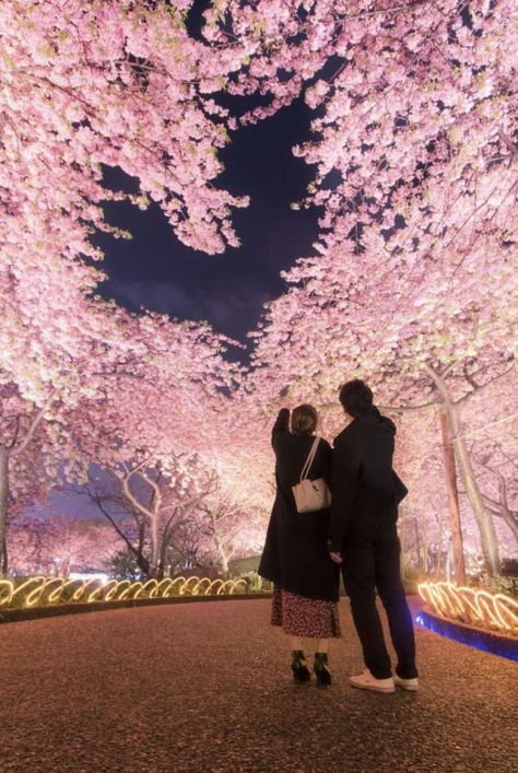 Japanese Couple, Japan Cherry Blossom, Cherry Blossom Wallpaper, Cherry Blossom Japan, Sakura Flower, Japan Aesthetic, Aesthetic Japan, Insta Profile Pic, Cute Love Lines