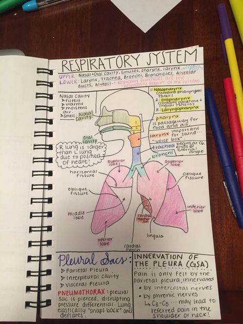 @nataliaariannaa Respiratory System Notes Nursing Schools, Anatomy And Physiology Respiratory System, Respiration In Humans Notes, Biology Notes Respiratory System, How To Take Notes For Anatomy, Notes For Doctors, The Respiratory System Notes, Respiratory System Anatomy Notes, Health Class Notes