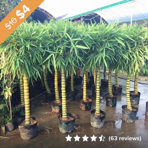 100 Pcs Seeds Green Ornamental Plant Bonsai Buddha Belly Tree Seeds for Garden Decor | Wish Bamboo Bonsai, Bamboo Seeds, Diy Home Garden, Bamboo Diy, Bonsai Seeds, Garden Plant Pots, Rose Seeds, Lucky Bamboo, Bonsai Plants