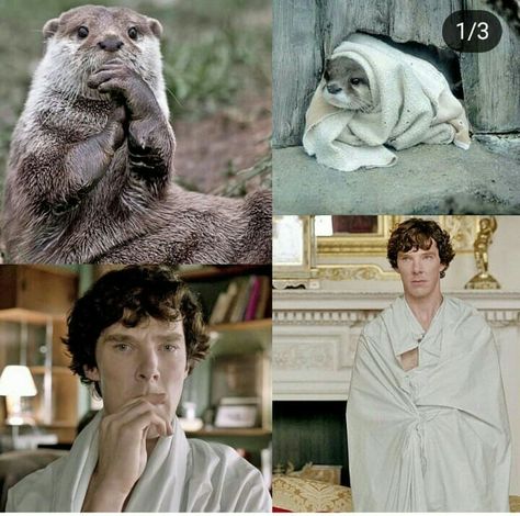 Awww, it's otter batch!😍 Sherlock Otter, Benedict Cumberbatch Movies, Sherlock Actor, Sherlock Holmes 3, Sherlock Holmes Benedict, Benedict Sherlock, Sherlock Holmes Bbc, Sherlock Benedict Cumberbatch, Sherlock Fandom