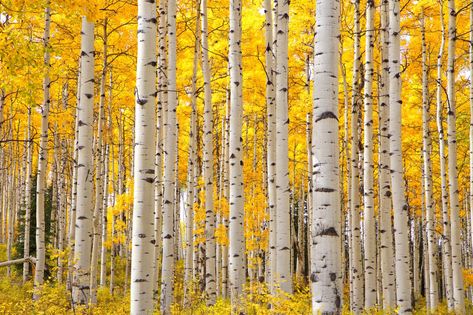 The Best Fall Foliage in the World | Condé Nast Traveler Colorado Poster, Colorado Posters, Aspen Tree, Modern Classroom, Room Aesthetics, Tree Images, Aspen Trees, Cabin In The Woods, Steam Boats