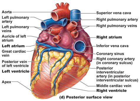 Got heart? Here's a breakdown of the heart for everyone in healthcare. Blood Vessels Anatomy, Human Heart Diagram, Anatomy Of The Heart, Human Anatomy Picture, Cardiac Anatomy, Heart Arteries, Human Heart Anatomy, Anatomy Organs, Heart Diagram