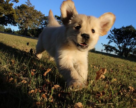 Frolicking in the Grass Cute Puppies Golden Retriever, Puppy Running, Golden Puppy, Best Dog Breeds, Happy Puppy, Golden Retriever Puppy, Golden Dog, I Love Dogs, Pet Birds