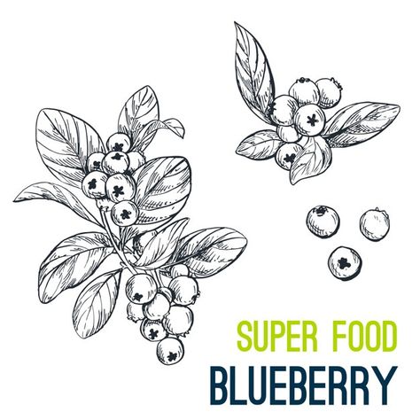 Simple Blueberry Tattoo, Blueberry Bush Tattoo, Blueberry Branch Tattoo, Blueberry Drawing, Blueberry Branch, Blueberry Tattoo, Fruit Dressing, Watercolor Practice, Flower Png Images