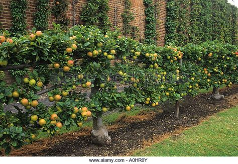 Espalier trained apple 'King of The Pippins'. Single cordon trained pear in walled Hatton fruit garden. - Stock Image Espalier Fruit Trees, Fruit Tree Garden, Fruit Growing, Potager Garden, Fast Growing Trees, Edible Landscaping, Veg Garden, Fruit Garden, Garden Trees