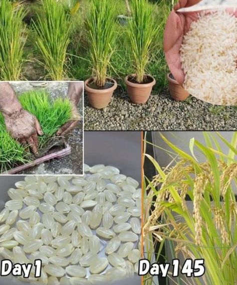 Growing Rice, Plants And Gardening, Fields Of Gold, Garden Tips, Brown Rice, Three Days, Sustainable Living, How To Grow, In Water