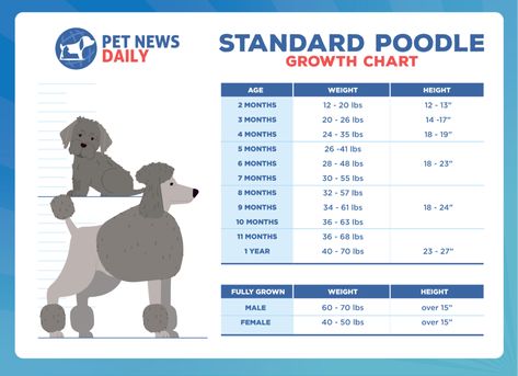 Standard Poodle Growth Chart: How Big Will Your Standard Poodle Get? - Pet News Daily 4 Month Old Toys, Toy Poodle Size, Standard Poodle Haircuts, Poodle Training, Poodle Haircut Styles, Puppy Haircut, Poodle Hair, Poodle Haircut, Poodle Puppy Standard